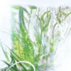 Geranium-parfume – Luxuriance – Rivieres De Cartier | Cartier Geranium-parfume – Luxuriance – Rivieres De Cartier | Cartier