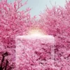 Petales Petales